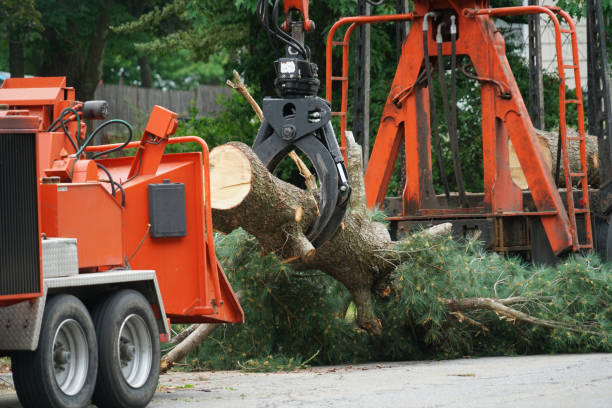 Best Tree Risk Assessment  in Riviera Beach, MD