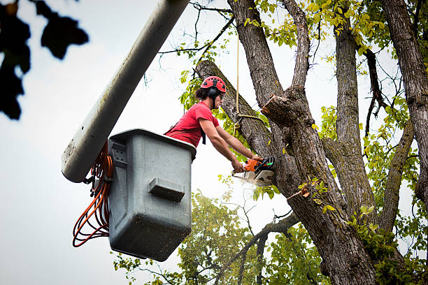 How Our Tree Care Process Works  in Riviera Beach, MD